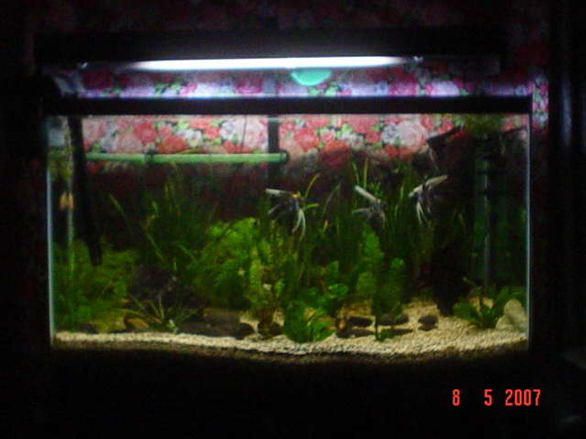 16 gallons planted tank (mostly live plants and fish) - 36 x 18 x 21 Fresh Water Tank Plants: Vallisneria G. Cabamba Carolinia Rotala Fren Substrate: Aquabasic Gravels: 1-2 mm Gravels Fish: Angels (Locally Bred) Barbs Sharks Gourami (sole survivor of the 16 Gal tank)