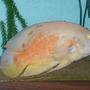 freshwater fish - astronotus ocellatus - albino oscar stocking in 125 gallons tank - this is my 9 yrs old oscar thats 15'' long