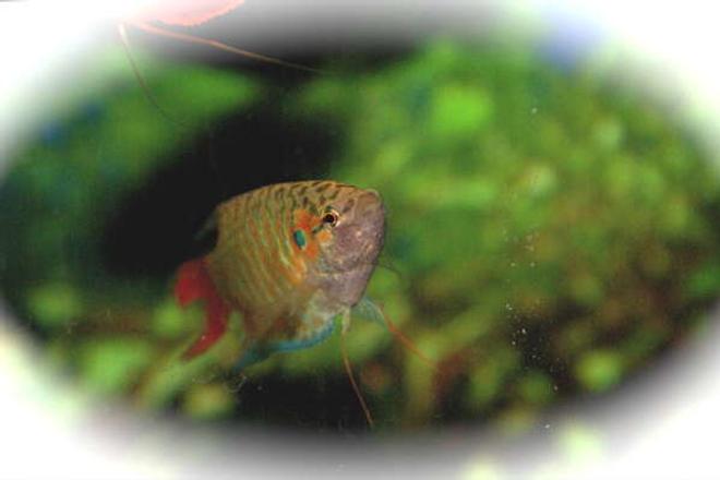 freshwater fish - trichopsis pumilus - sparkling gourami stocking in 55 gallons tank - gourami 3