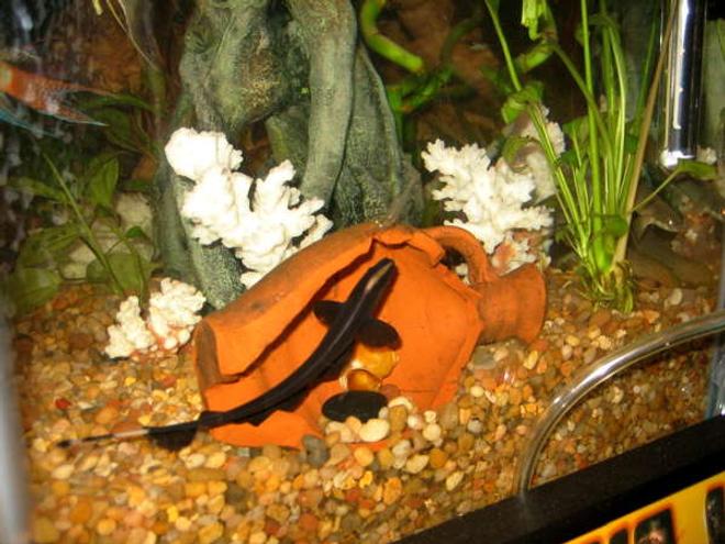 freshwater fish - apteronotus albifrons - black ghost knifefish stocking in 55 gallons tank - GK 2