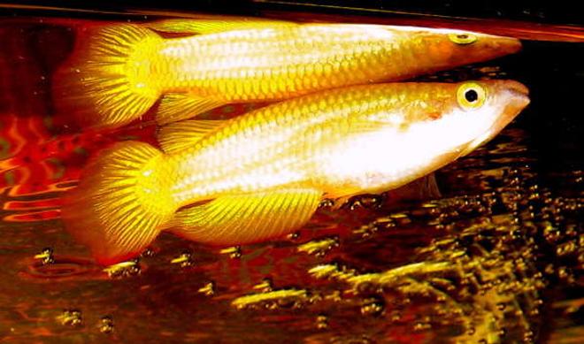 freshwater fish - pachypanchax playfairi - golden dream panchax killifish stocking in 55 gallons tank - Golden Wonder