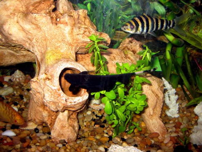 freshwater fish - apteronotus albifrons - black ghost knifefish stocking in 55 gallons tank - ghost, banded, gold gourami