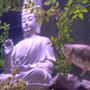 fish tank picture - The Zen Aquarium, Peace and the Beast meet face to face.