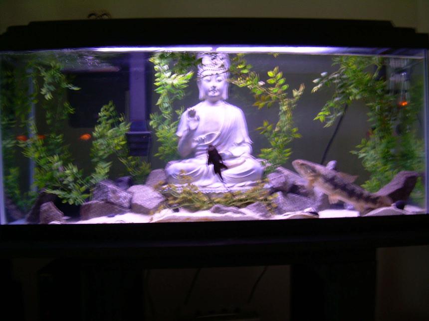 Rated #224: 30 Gallons Freshwater Fish Tank - The Zen Aquarium