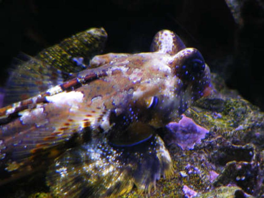 Rated #52: Saltwater Fish - Synchiropus Ocellatus - Scooter Blenny Stocking In 90 Gallons Tank - scooter blenny