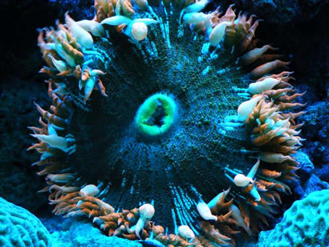 corals inverts - epicystis crucifer - rock flower anemone stocking in 90 gallons tank - rock flower