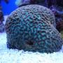 corals inverts - platygyra sp. - maze brain stocking in 140 gallons tank - Open brain coral