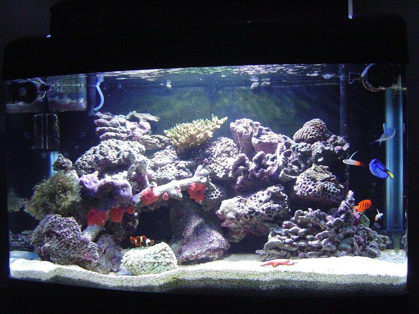 Rated #152: 41 Gallons Reef Tank - My new reef