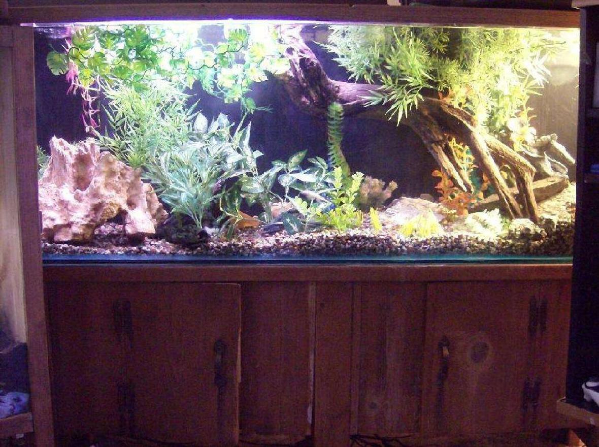 90 gallons freshwater fish tank (mostly fish and non-living decorations) - this is my tank it house the following 1 cory 2 peecock eels 2 chinese algea eaters 1 clownknife the tank has 2 bio filters and a 36 inch light strip one small pump to create a small current