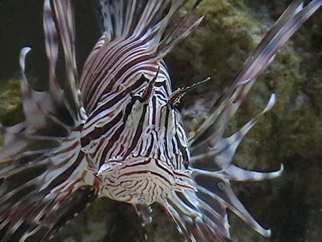 saltwater fish - pterois volitans - volitan lionfish stocking in 210 gallons tank - Volitan Lionfish