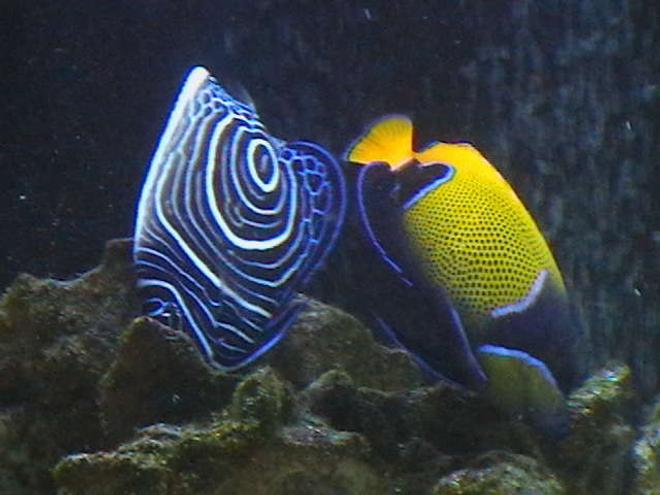 saltwater fish - pomacanthus imperator - imperator angelfish stocking in 210 gallons tank - Majestic and Emperor Angelfish