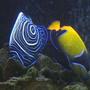 saltwater fish - pomacanthus imperator - imperator angelfish stocking in 210 gallons tank - Majestic and Emperor Angelfish