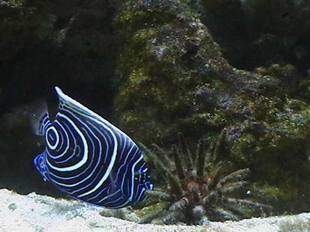 saltwater fish - pomacanthus imperator - imperator angelfish stocking in 210 gallons tank - Emperor Angelfish