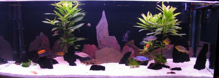 Rated #82: 66 Gallons Freshwater Fish Tank - my 4 foot tank with all the fish out and about