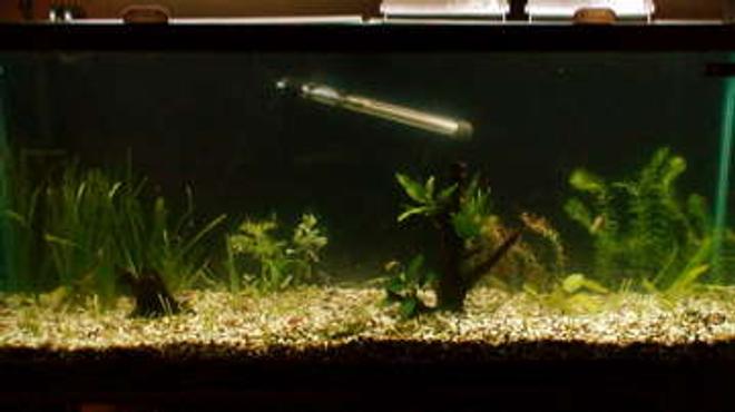 55 gallons planted tank (mostly live plants and fish) - this was 3 days after planting i will update it every month or so