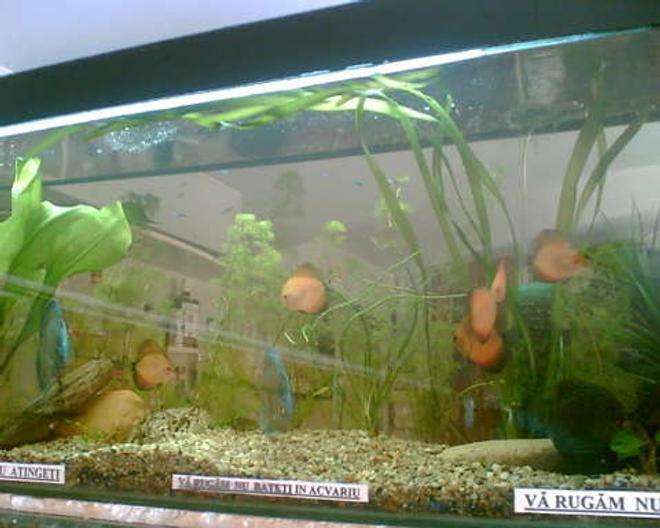120 gallons planted tank (mostly live plants and fish) - none