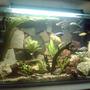50 gallons planted tank (mostly live plants and fish) - My new setup