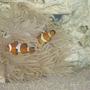 saltwater fish - amphiprion percula - true percula clownfish stocking in 29 gallons tank - My nutty clown