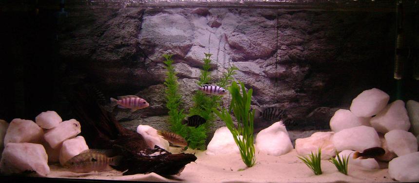Rated #97: 30 Gallons Freshwater Fish Tank - Fake Plants, Silica Sand, Quartz Rock, Malaysian Driftwood, Variety of Fish