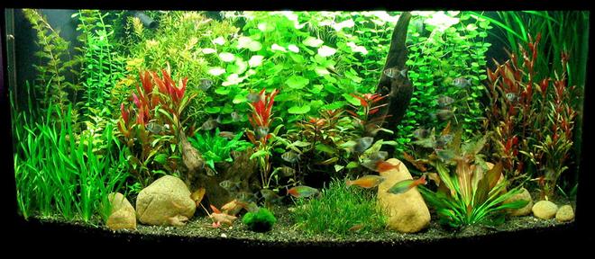 72 gallons planted tank (mostly live plants and fish) - Planted 72 bowfront (overflow) with rock and driftwood