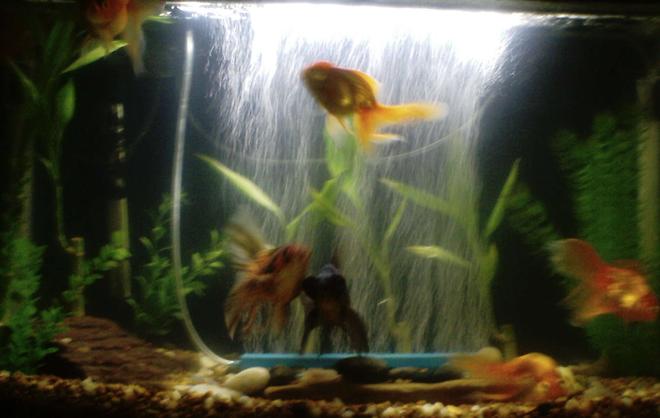 55 gallons freshwater fish tank (mostly fish and non-living decorations) - We started with these guys. seven different varieties of different goldfish.keeping it natural with river stones, interesting rocks from our yard , plastic plants, live bamboo, and natural colored mix of tiny rocks with our gravel.
