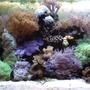 fish tank picture - My 130gallon Reef!!!