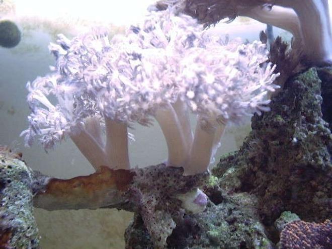 corals inverts - xenia sp. - white pom pom xenia, red sea stocking in 130 gallons tank - White xenia!!!