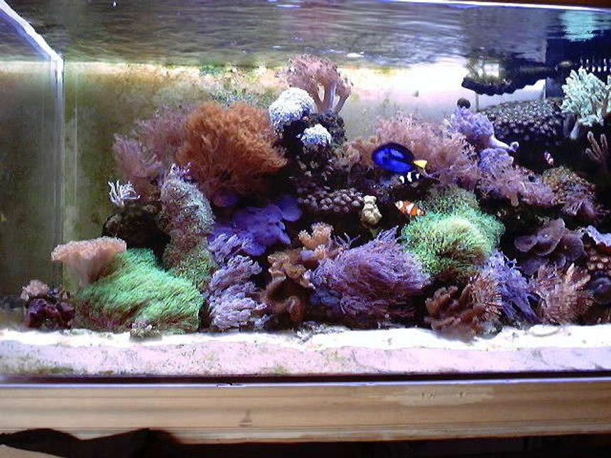 Rated #49: 130 Gallons Reef Tank - My 130gallon Reef!!!