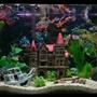 33 gallons freshwater fish tank (mostly fish and non-living decorations) - 33 gallon tank with malawi cichlids
