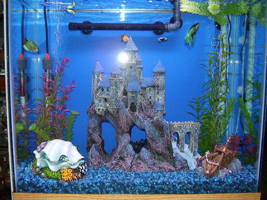 Rated #391: 29 Gallons Freshwater Fish Tank - my smaller tank