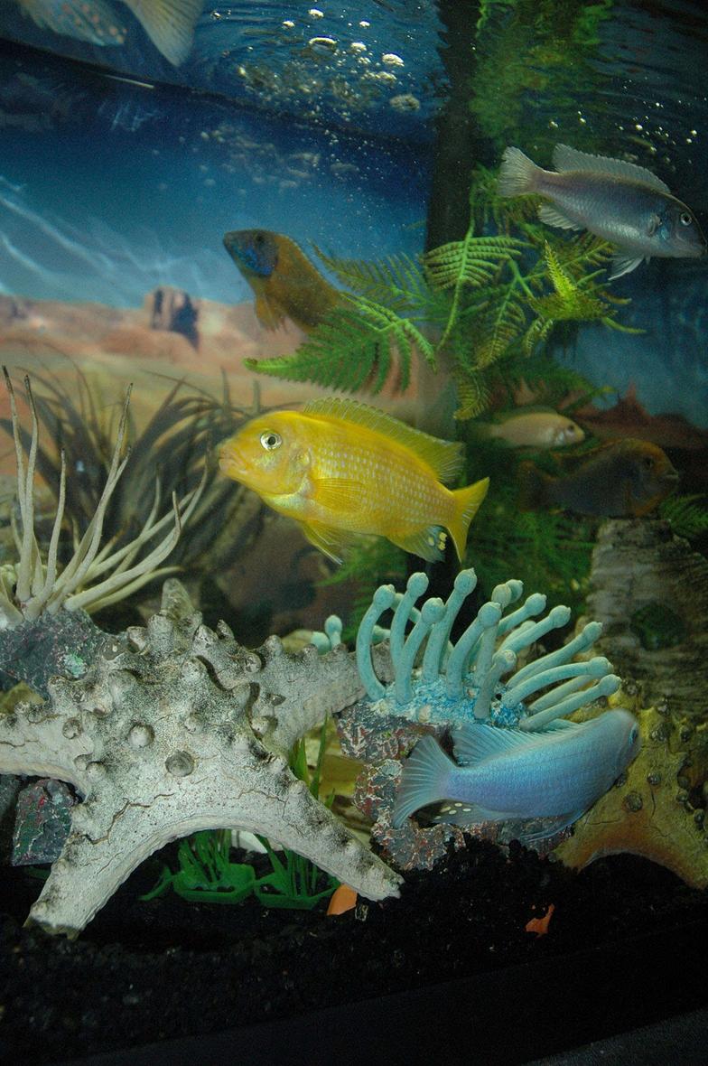 freshwater fish - metriaclima lombardoi - kenyi cichlid stocking in 55 gallons tank - Kenny the Kenyi cichlid and Colby the cobalt sparring, be nice boys!