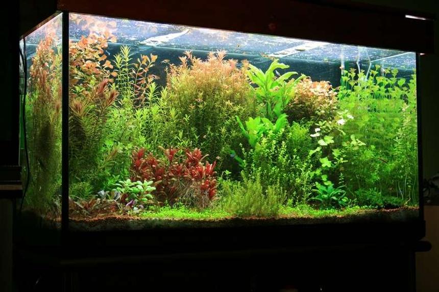 Rated #2: 75 Gallons Planted Tank - tank size 120 x 45 x 65 lighting 8 x 36 watt T8 Fluorescent filtration Eheim 2217 Plus CO2 pressure controlled by pH changes. Micro and macro elements(DIY) added 3 times weekly A routine of a 50% water change every week