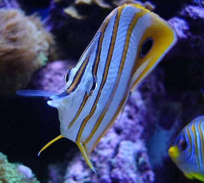 saltwater fish - chelmon rostratus - copperband butterflyfish stocking in 140 gallons tank - Copperband with Regal Angel in background