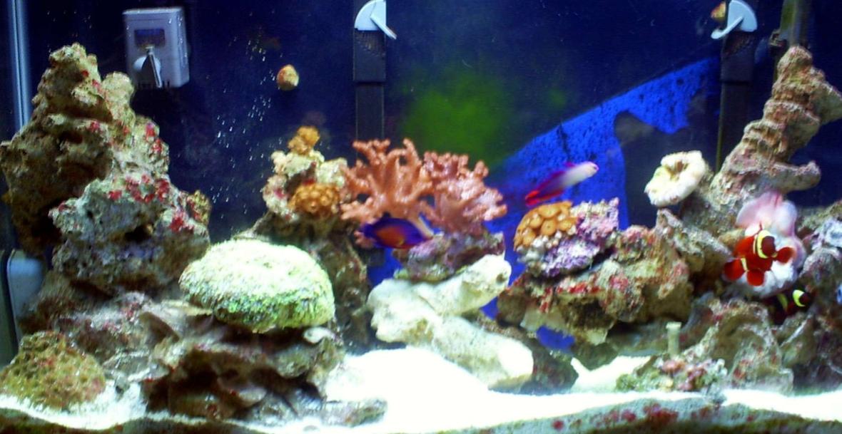 29 gallons reef tank (mostly live coral and fish) - 29 gallon, 2 penguin200, 2 rio powerheads, 65watt power compacts with moonlights, 1 heater up and running about 9 months now, pair of golden maroones, coral beauty, sixline wrasse, 2 blood shrimp, 2 pistol shrimps, 3 starfish, a dozen hermits and snails, zoos, flowerpot, anemone, leather, clam