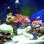 29 gallons reef tank (mostly live coral and fish) - 29 gallon, 2 penguin200, 2 rio powerheads, 65watt power compacts with moonlights, 1 heater up and running about 9 months now, pair of golden maroones, coral beauty, sixline wrasse, 2 blood shrimp, 2 pistol shrimps, 3 starfish, a dozen hermits and snails, zoos, flowerpot, anemone, leather, clam
