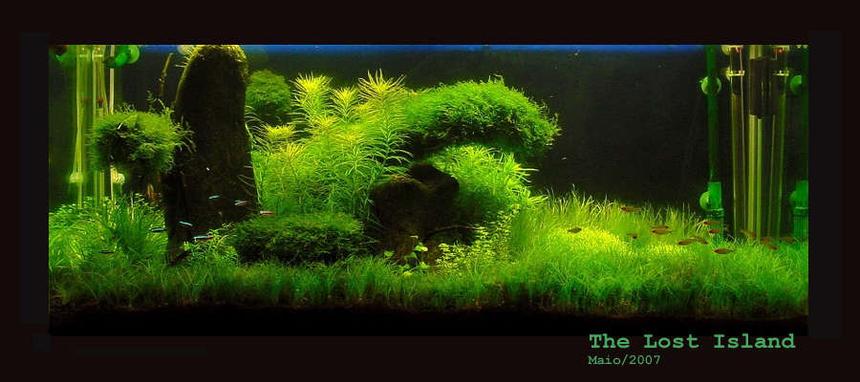 Rated #5: 65 Gallons Planted Tank - The Lost Island