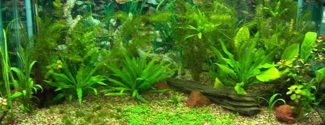 90 gallons planted tank (mostly live plants and fish) - Pic after I moved drift wood