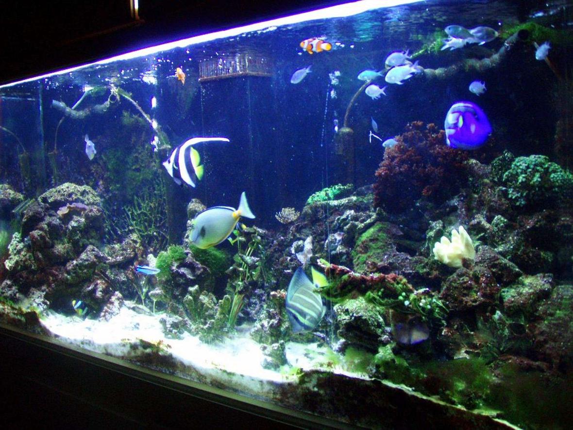 150 gallons reef tank (mostly live coral and fish) - MY 150 gallon Saltwater Aquarium. I wouldn't personally call it a reef, (I only have 6 corals) but, by definition it is. Oh, and sorry about the angle, I have the tank positioned so that I couldn't get far enough away from the tank to get a front picture. Also, please let me know what you think. But go easy on me I put alot of work into this.