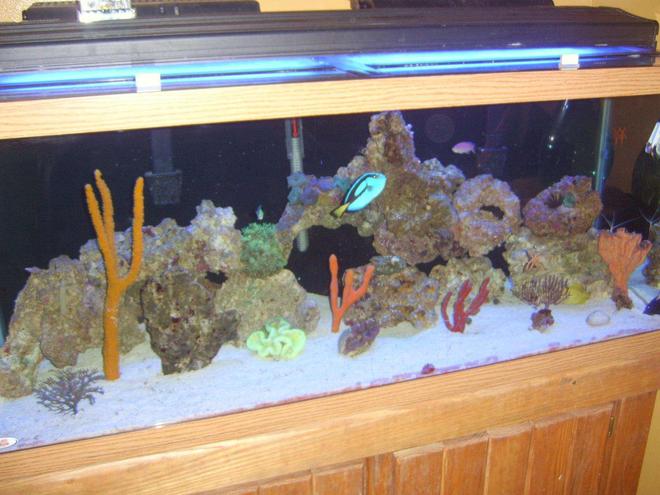 95 gallons reef tank (mostly live coral and fish) - ...