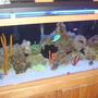 95 gallons reef tank (mostly live coral and fish) - ...