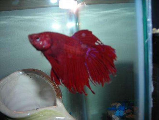 freshwater fish - betta splendens - crown tail betta stocking in 10 gallons tank - Hes red but you can see his blue streaks really well in this picture!

His eye is blue but it looks red in this picture.