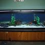 100 gallons freshwater fish tank (mostly fish and non-living decorations) - Frontos Burundi