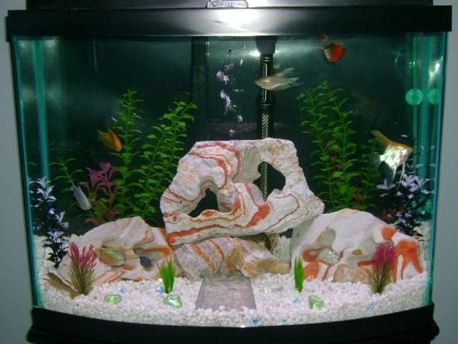 28 gallons freshwater fish tank (mostly fish and non-living decorations) - My First Tank!