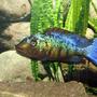 freshwater fish - fossorochromis rostratus - fosso cichlid stocking in 100 gallons tank - Fossorochromis rostratus