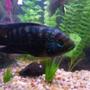 freshwater fish - nandopsis octofasciatum - jack dempsey stocking in 55 gallons tank - My large Jack Dempsey