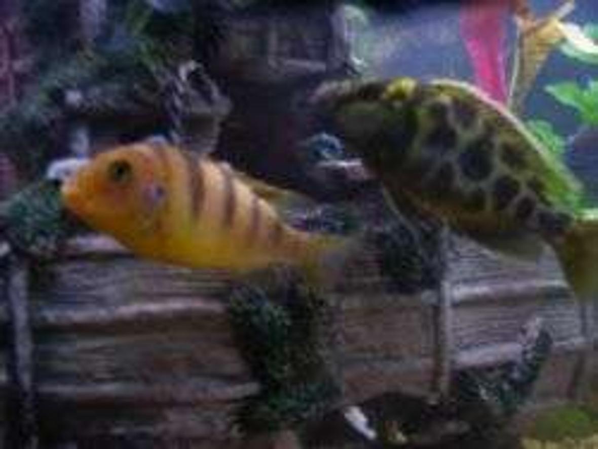 freshwater fish - metriaclima lombardoi - kenyi cichlid stocking in 55 gallons tank - a few of my cichlids