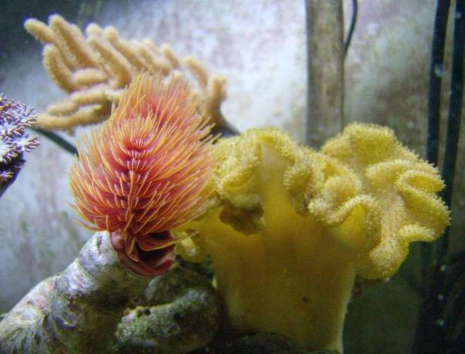 corals inverts - sarcophyton elegans - yellow fiji leather coral stocking in 55 gallons tank - fiji, cocoa worm, and a finger leather.