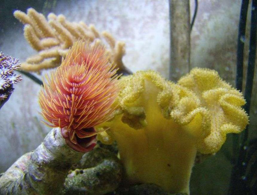 Rated #35: Corals Inverts - Sarcophyton Elegans - Yellow Fiji Leather Coral Stocking In 55 Gallons Tank - fiji, cocoa worm, and a finger leather.