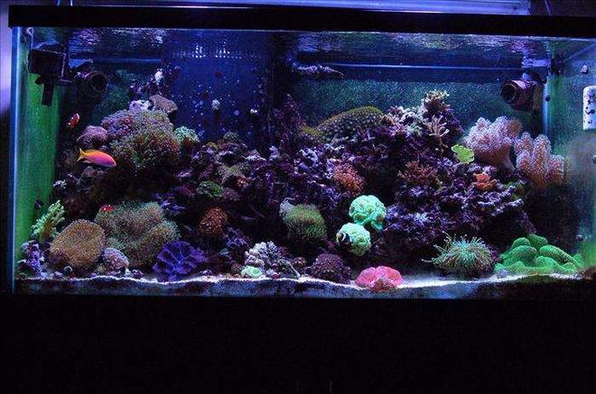 90 gallons reef tank (mostly live coral and fish) - My 90 gallon Mixed Reef