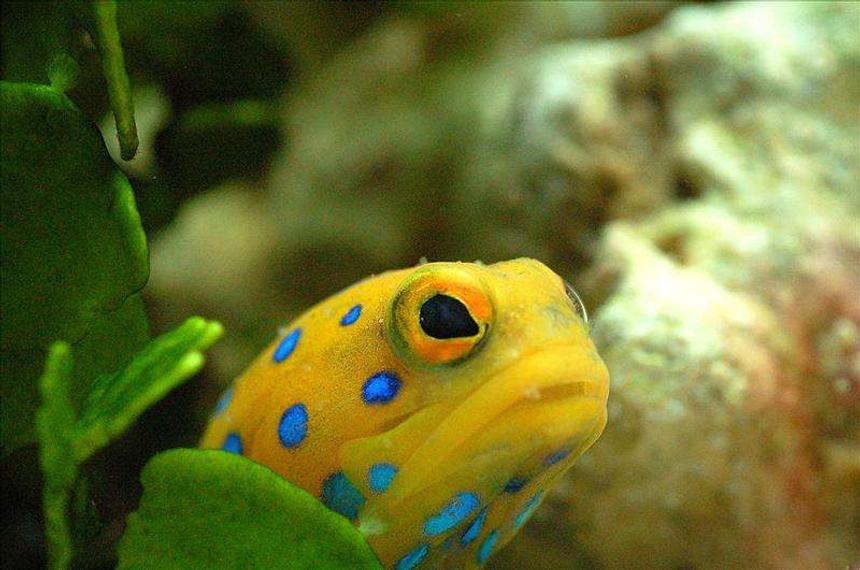 Rated #3: Saltwater Fish - Opistognathus Rosenblatti - Blue Spot Jawfish Stocking In 90 Gallons Tank - Bluespot Jawfish